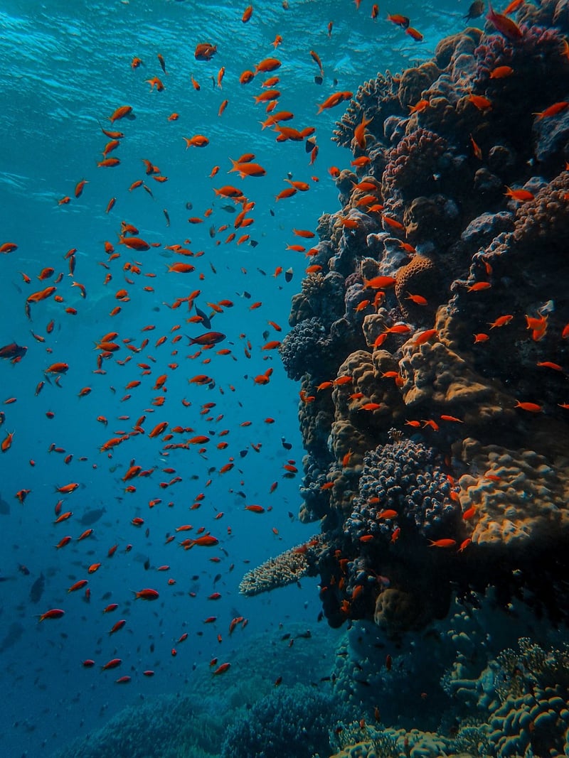Deep-Sea Exploration